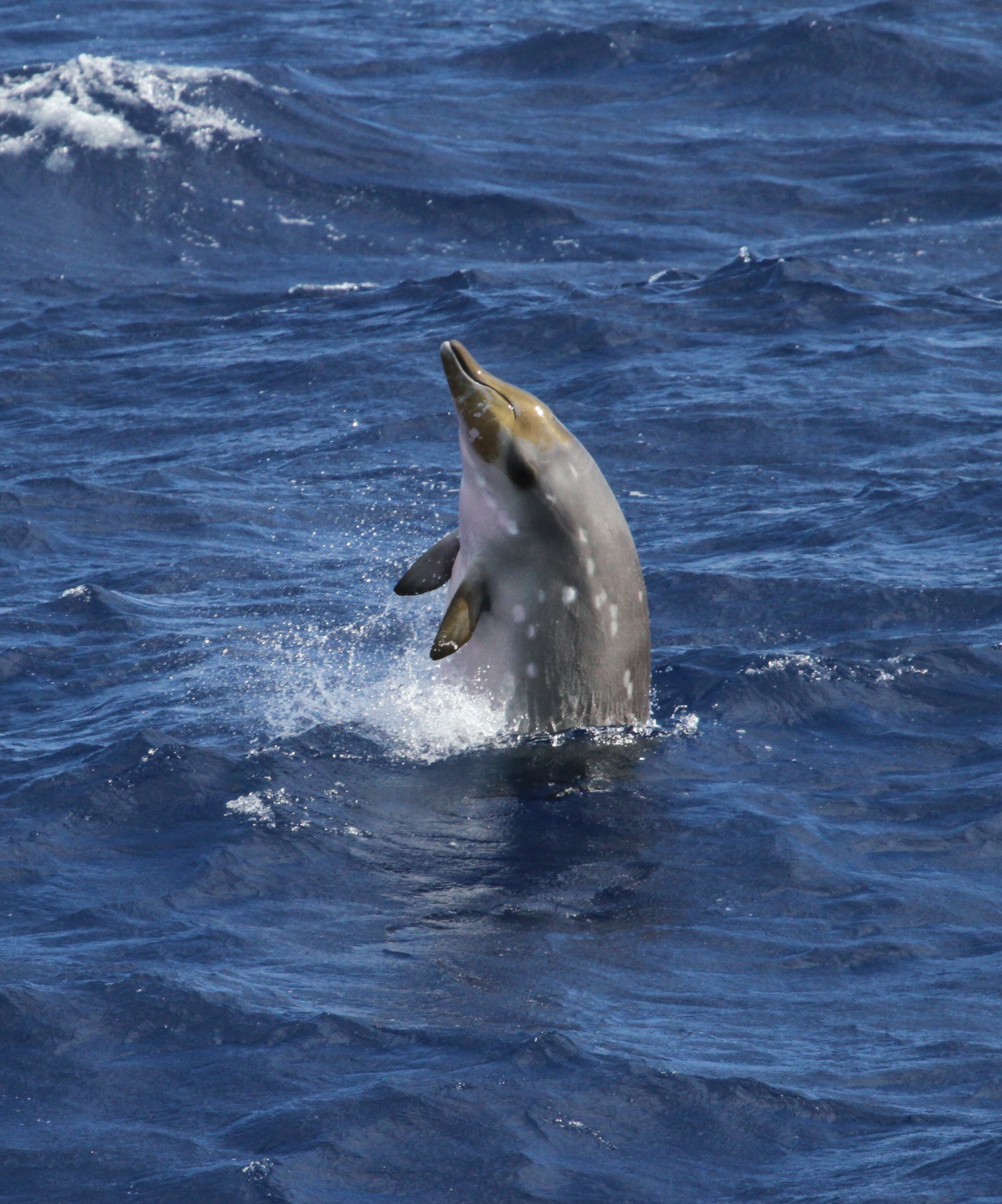 This is an image of a Blainville's beaked whale off the coast of Kauai.